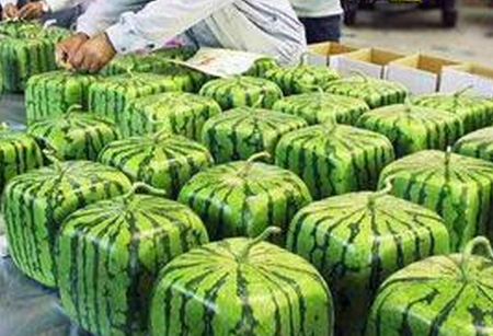 科斯塔牛排